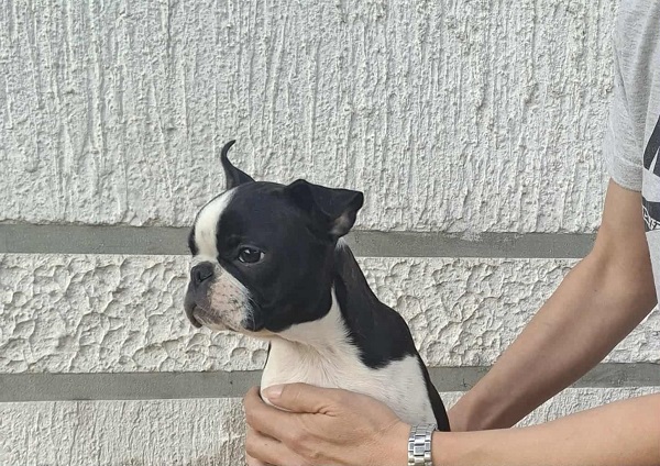 Bostonski terijer štenci