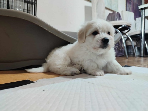 Coton de Tulear