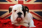 Prelepi štenci ENGLESKOG BULDOGA