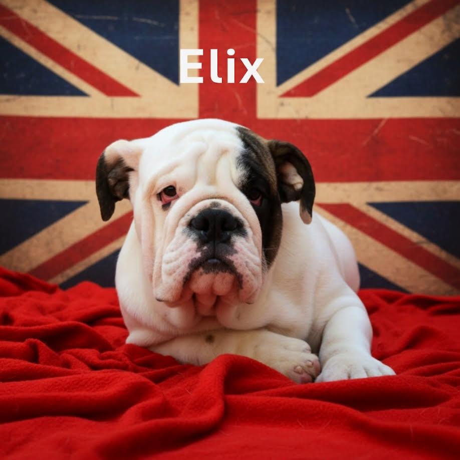 Prelepi štenci ENGLESKOG BULDOGA