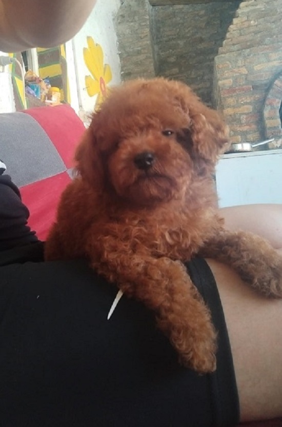 Crvena TOY PUDLA, prelepi štenci