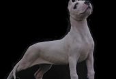 Dogo Argentino ženke