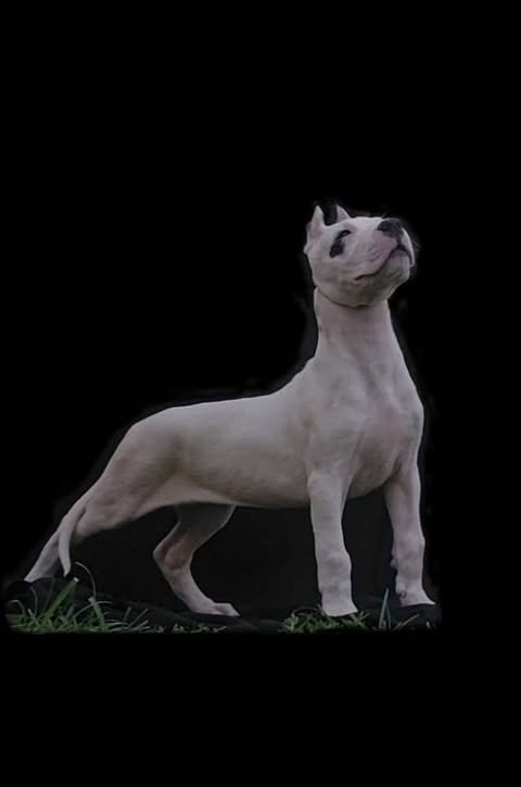 Dogo Argentino ženke