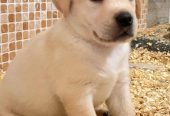 Labrador retriver štenci vrhunske krvne linije