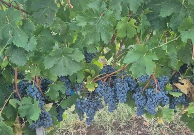 Screenshot_20250919-120104