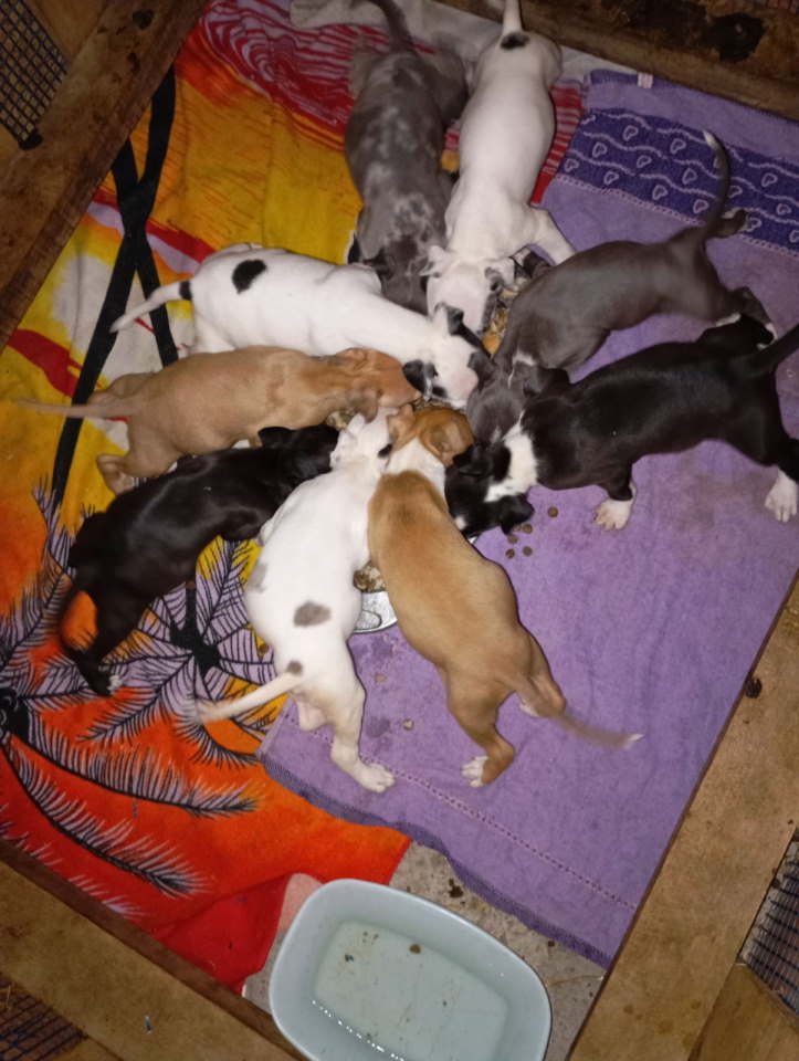 Pitbull Merle x Bluenose stenci