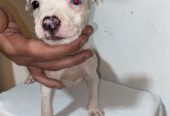 Pitbull Merle x Bluenose stenci