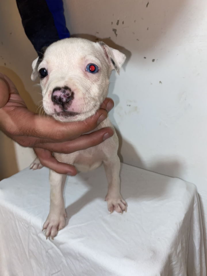 Pitbull Merle x Bluenose stenci