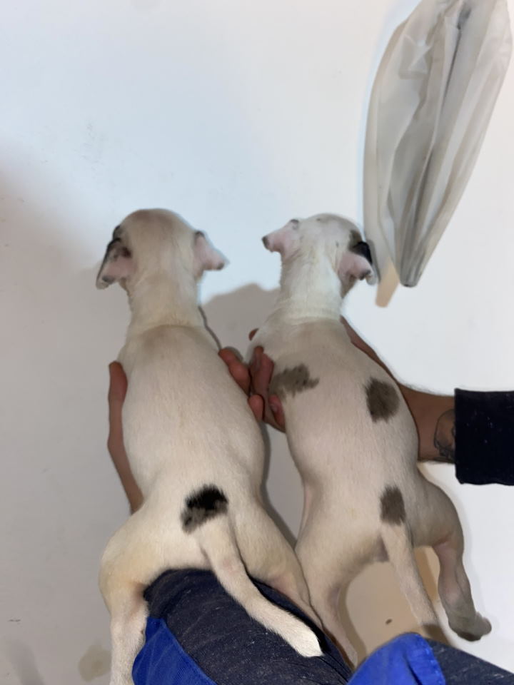 Pitbull Merle x Bluenose stenci