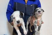 Pitbull Merle x Bluenose stenci