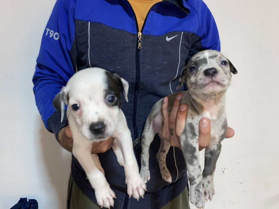 Pitbull Merle x Bluenose stenci