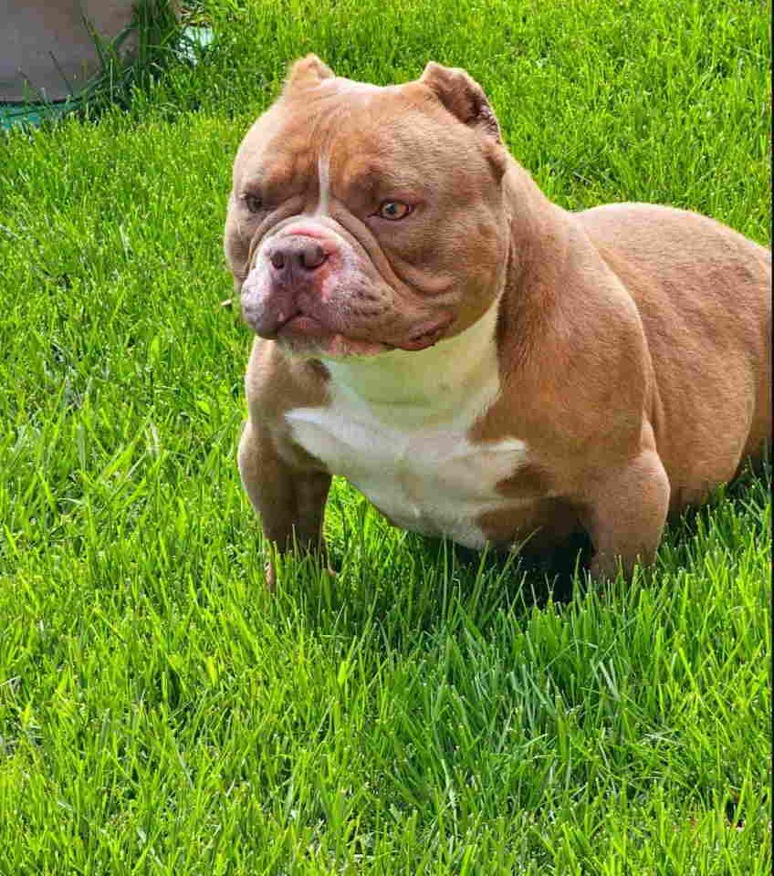 American Bully pocket i egzotic u lilac i coko boji,
