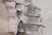American Bully pocket i egzotic u lilac i coko boji,