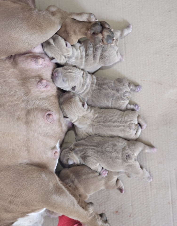 American Bully pocket i egzotic u lilac i coko boji,