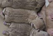 American Bully pocket i egzotic u lilac i coko boji,