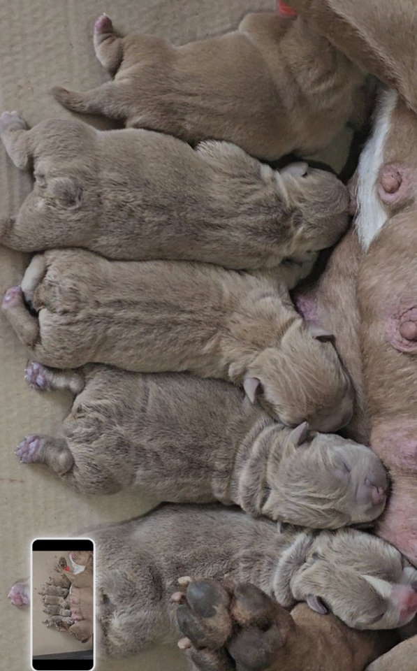 American Bully pocket i egzotic u lilac i coko boji,