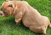 American Bully pocket i egzotic u lilac i coko boji,