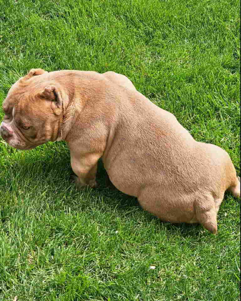 American Bully pocket i egzotic u lilac i coko boji,