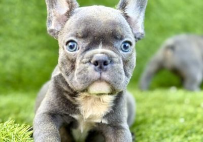 aviber_image_2025-08-27_17-23-03-976-768×1024-1-1