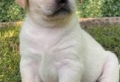 Labrador retriver štenci vrhunske krvne linije