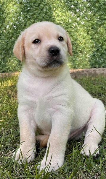 Labrador retriver štenci vrhunske krvne linije