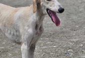 Persijski hrt SALUKI štenci