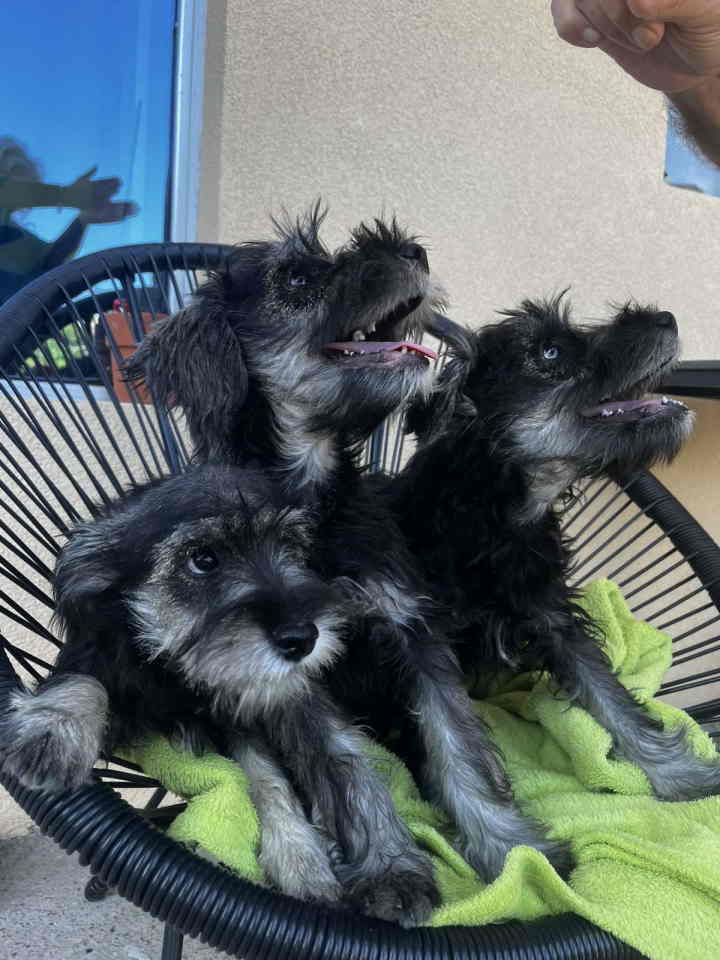 Na prodaju stenci patuljastog snaucera, crno-srebrni