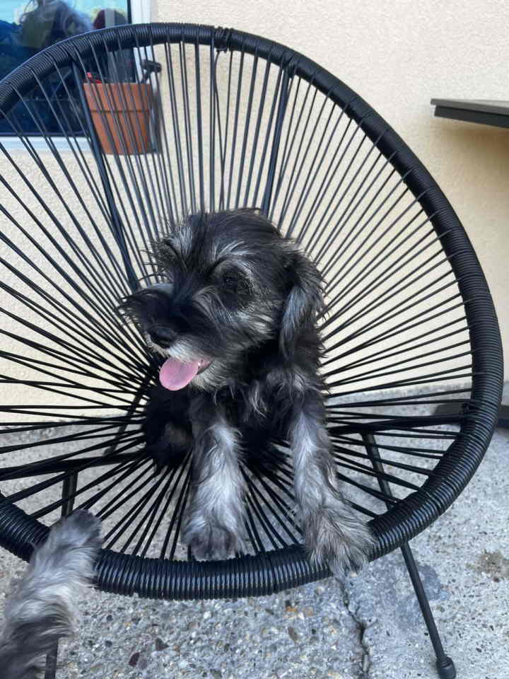 Na prodaju stenci patuljastog snaucera, crno-srebrni