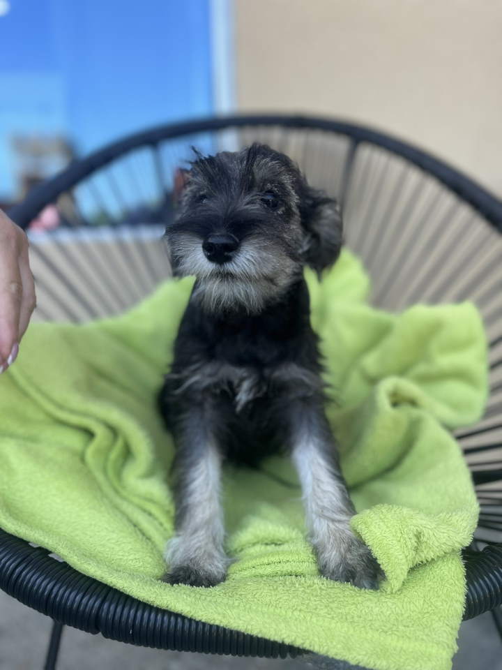 Na prodaju stenci patuljastog snaucera, crno-srebrni