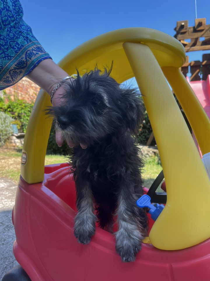 Na prodaju stenci patuljastog snaucera, crno-srebrni