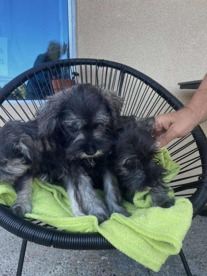 Na prodaju stenci patuljastog snaucera, crno-srebrni