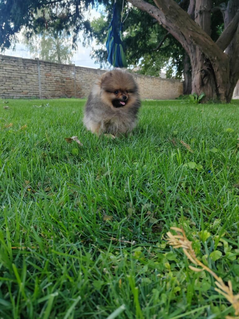 Pomeranac prelepi štenci