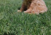 Maltipoo štenci