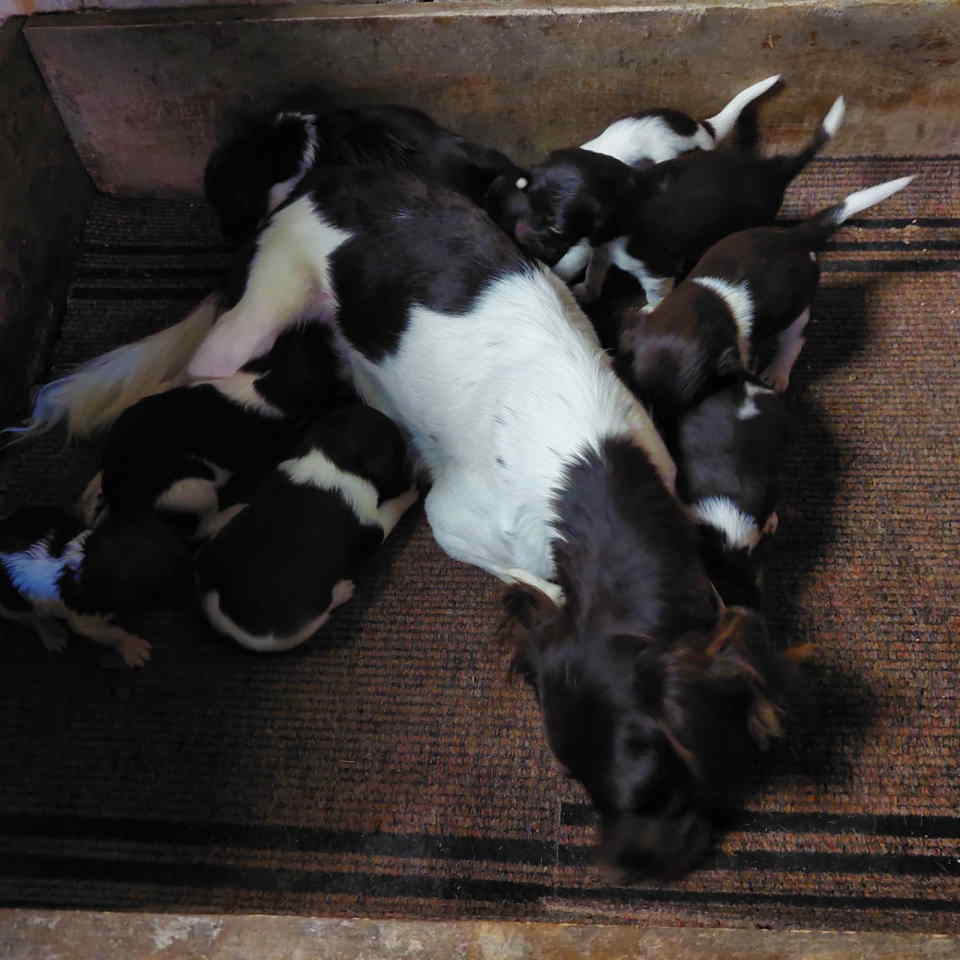 Na prodaju štenci rase Mini Minsterlender