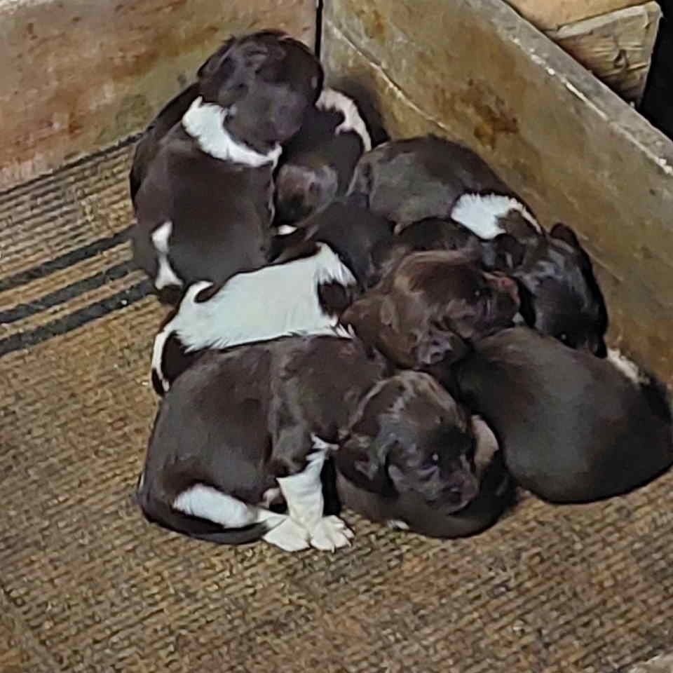 Na prodaju štenci rase Mini Minsterlender