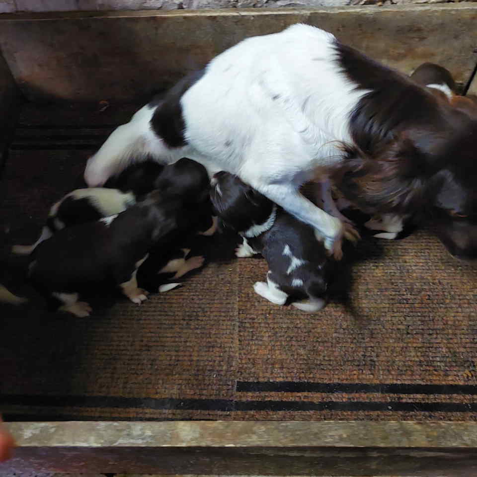 Na prodaju štenci rase Mini Minsterlender