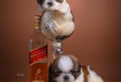 SHIH TZU štenci