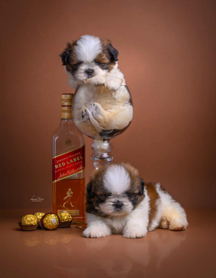SHIH TZU štenci