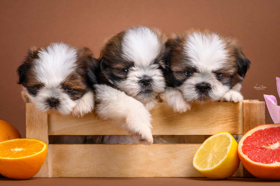 SHIH TZU štenci