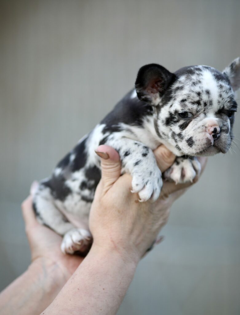 Plavi i merle egzoticni francuski buldozi