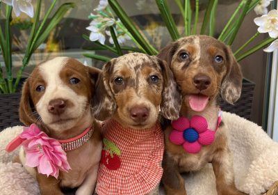 viber_image_2025-08-30_12-05-01-555