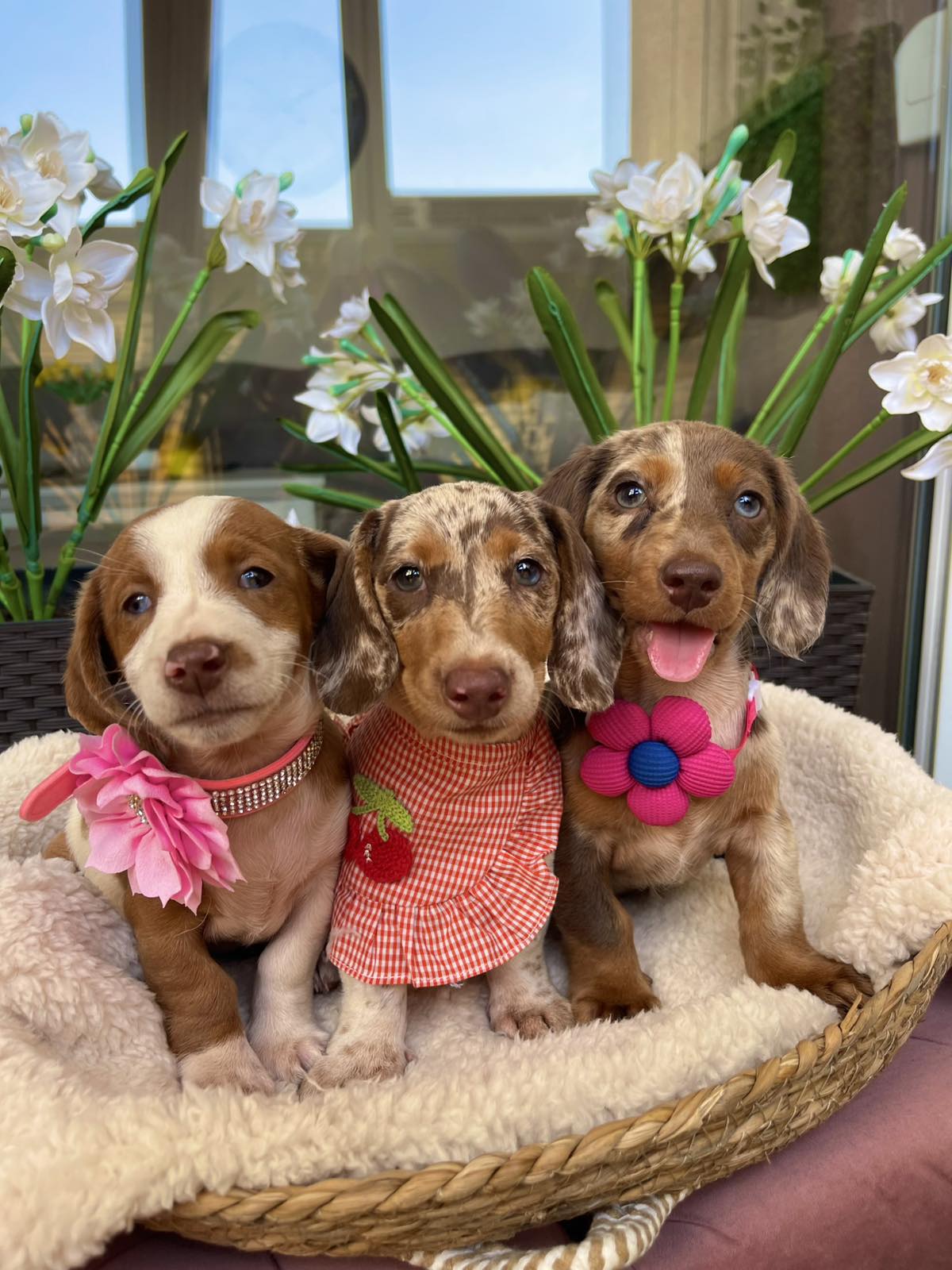 Mini Jazavičari egzotične boje