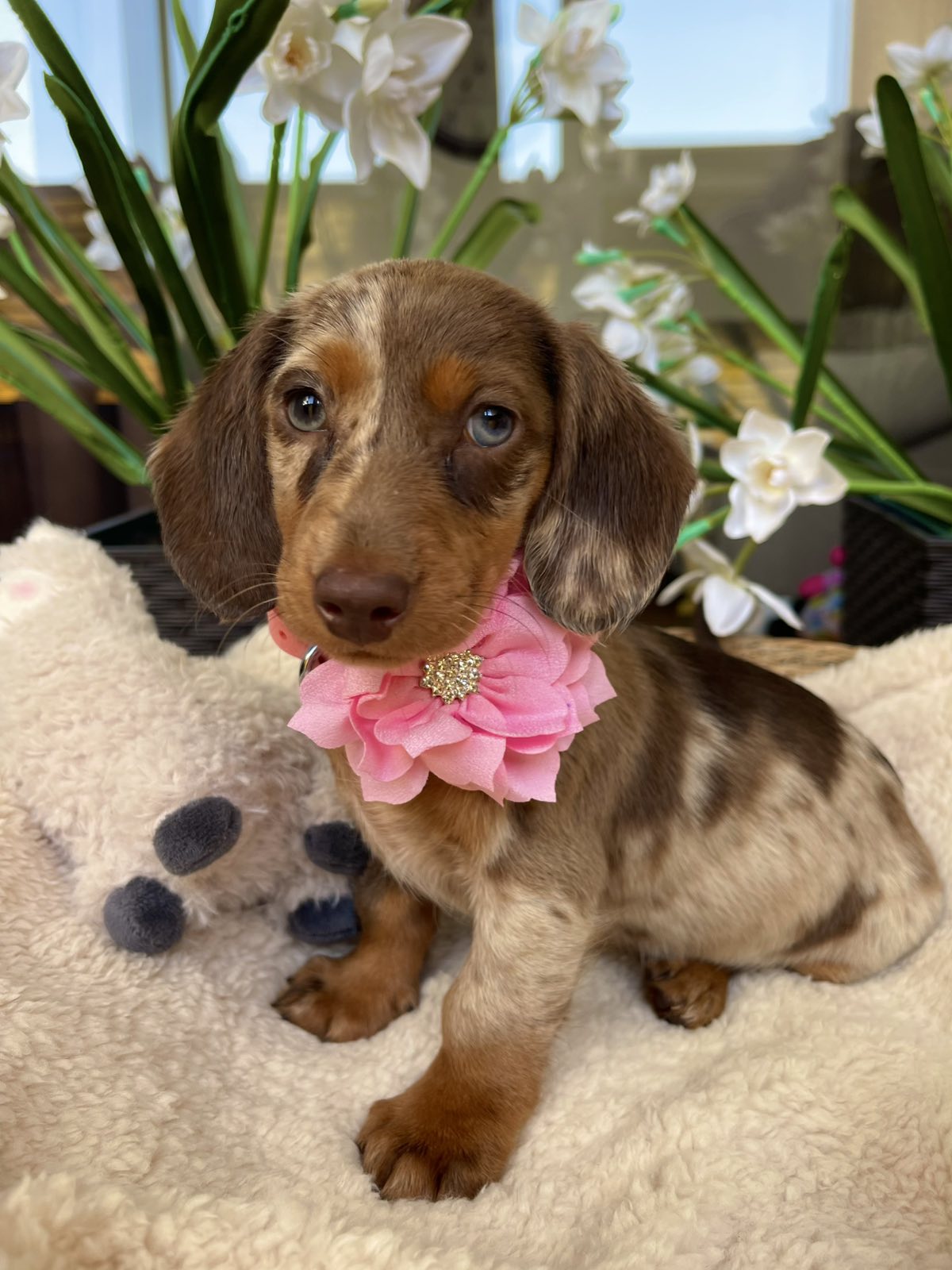 Mini Jazavičari egzotične boje