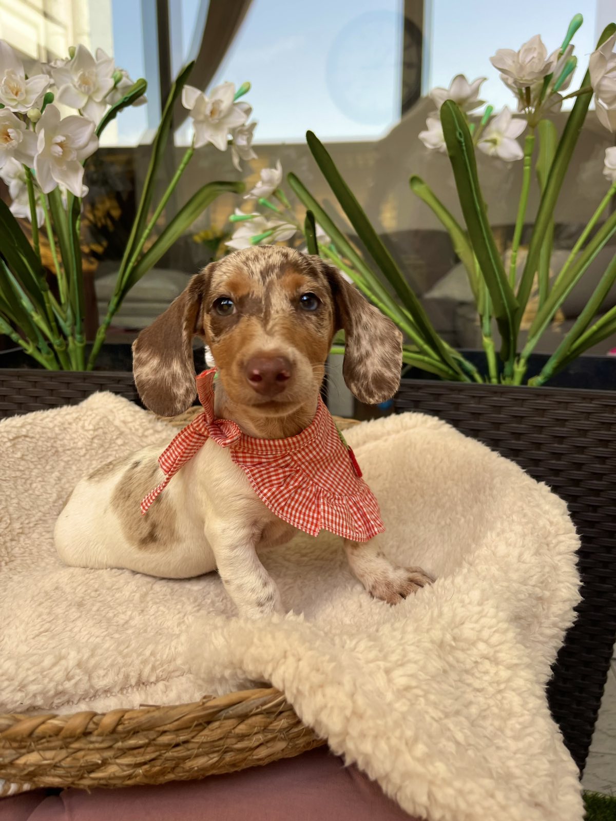 Mini Jazavičari egzotične boje