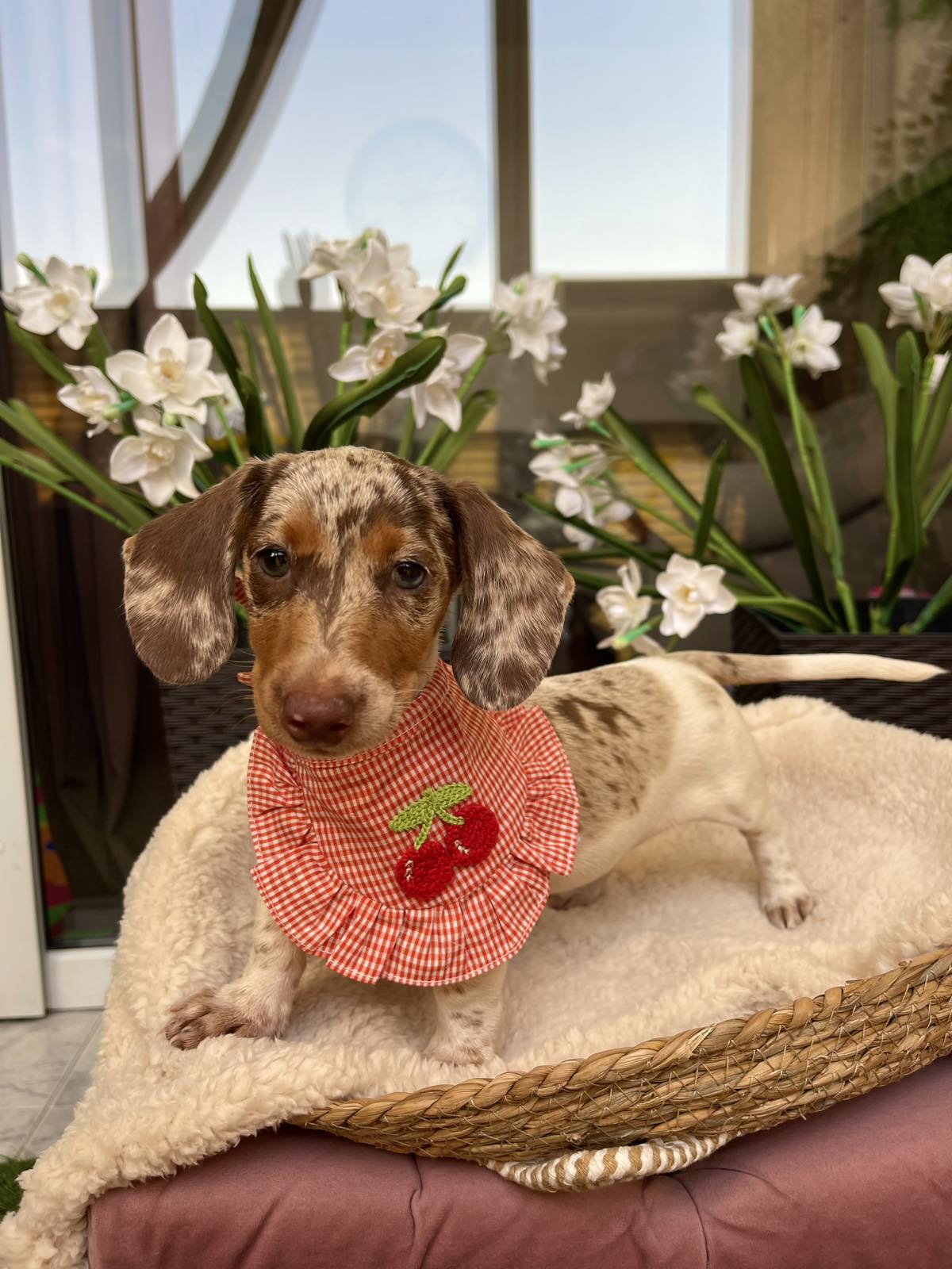 Mini Jazavičari egzotične boje