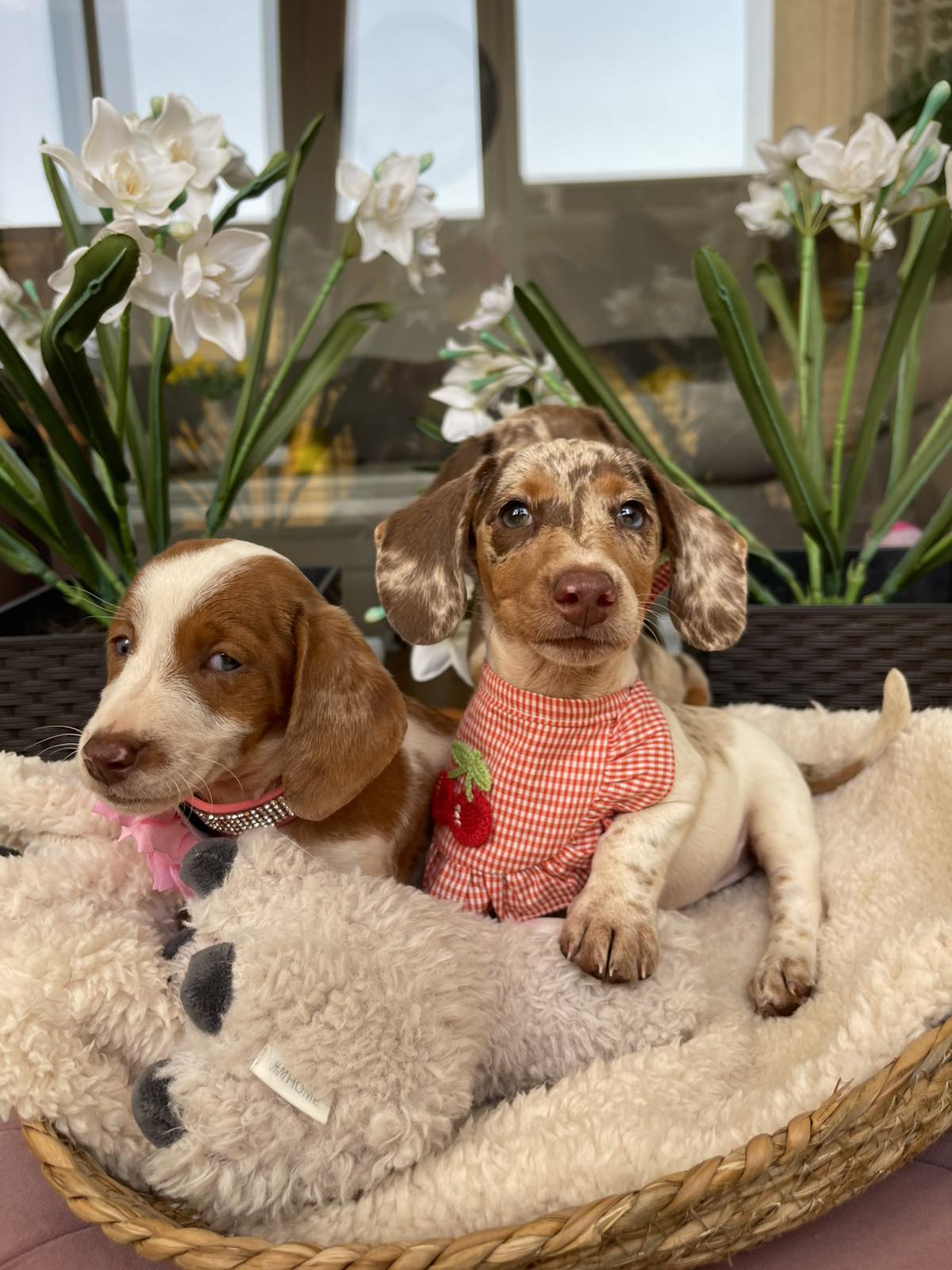 Mini Jazavičari egzotične boje