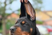 Doberman prelepi stenci