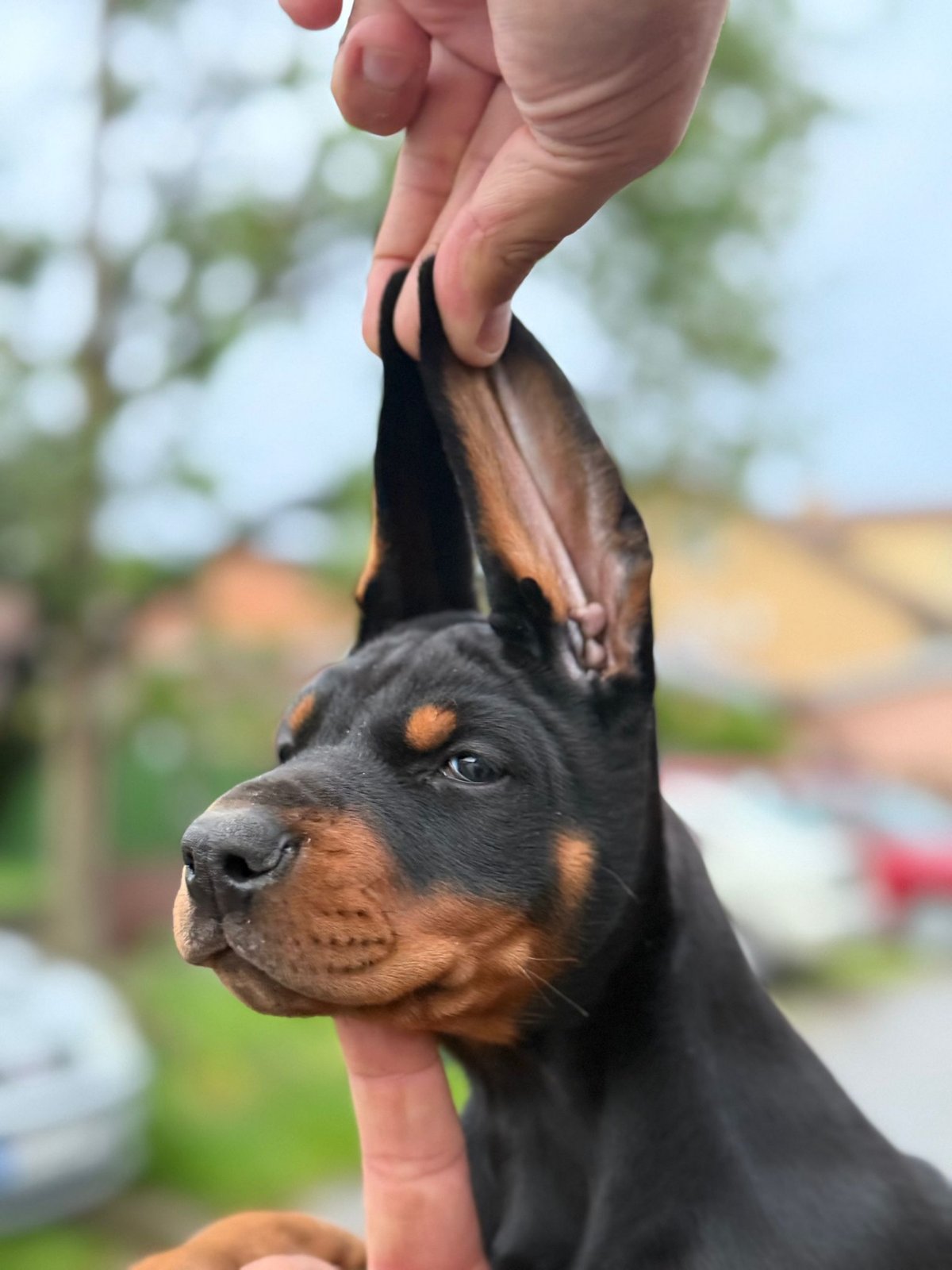 Doberman prelepi stenci