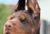 Doberman prelepi stenci