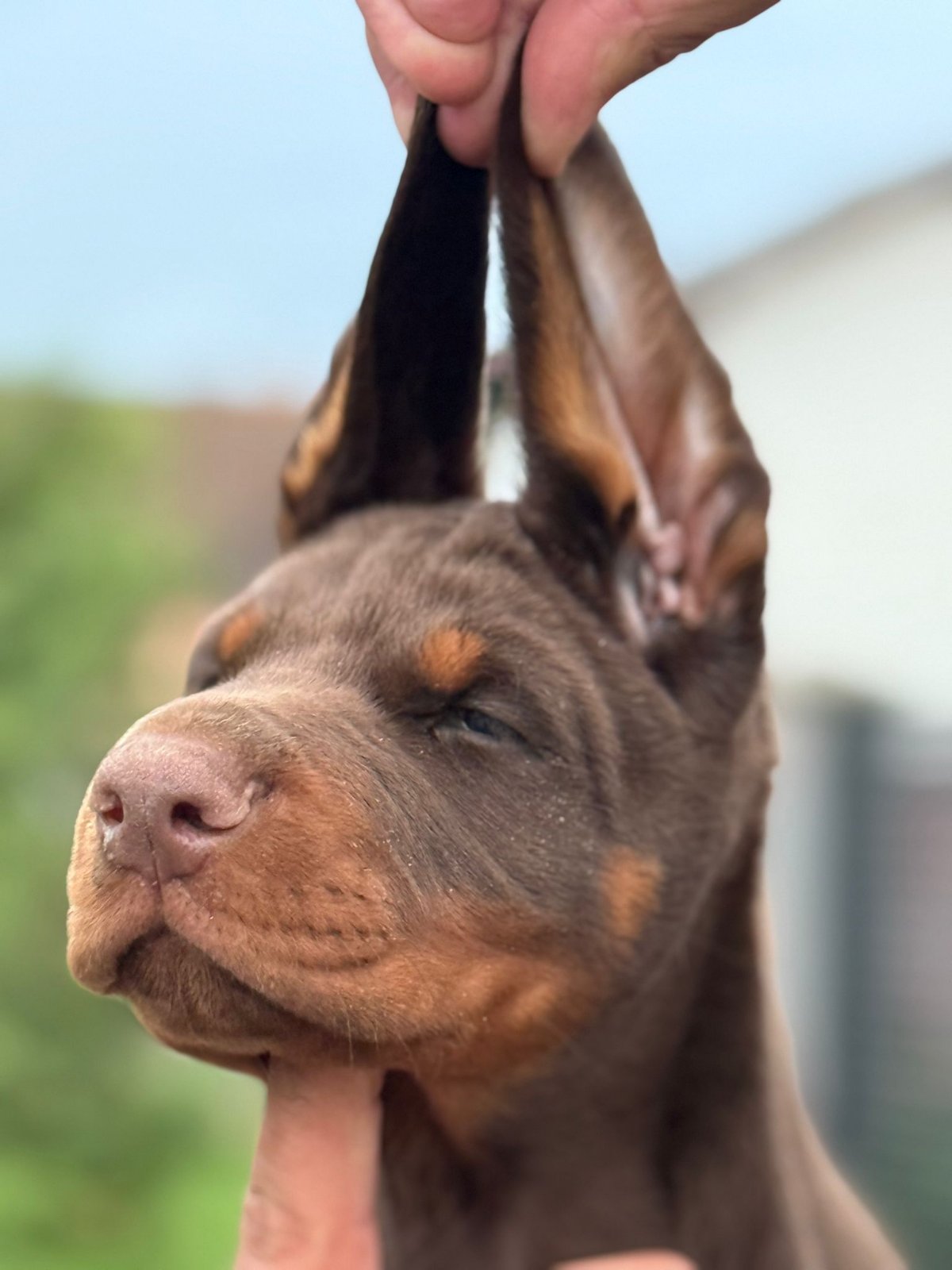 Doberman prelepi stenci